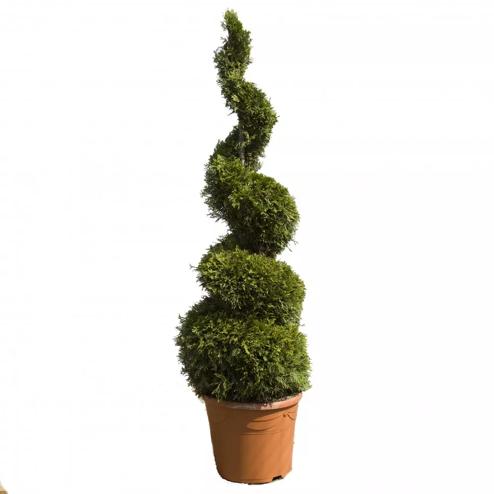 Туя западная Смарагд, форма Спираль 170-180 