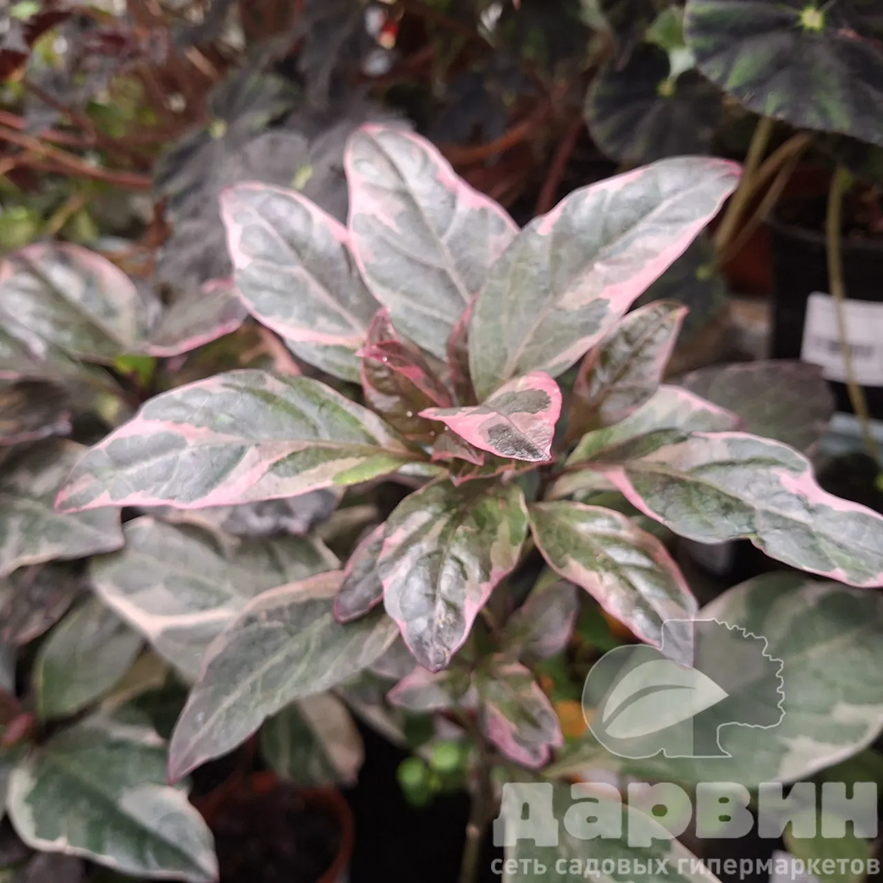 Псевдоэрантемум d12 Tim 