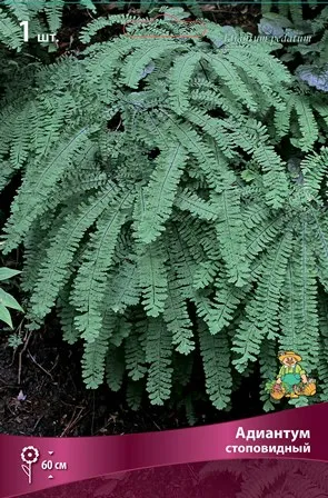 Корневище Папоротники Адиантум стоповидный  I 1шт Поиск 