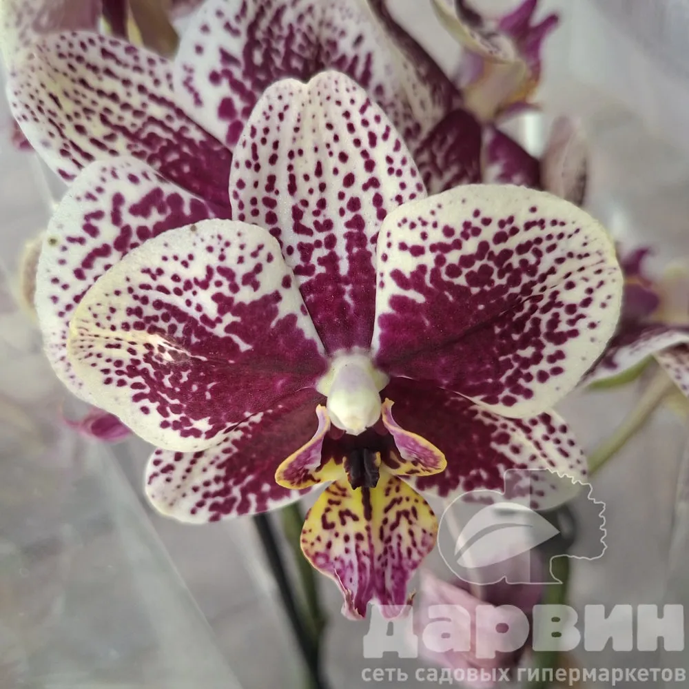 Фаленопсис 2ст Литтл Колибри Спайн d9 h40 