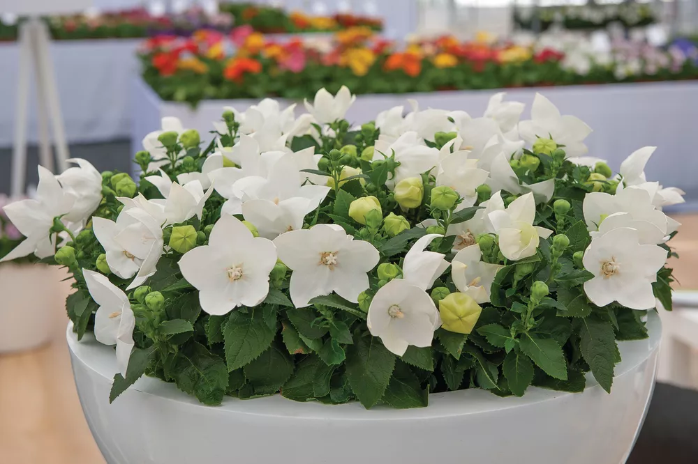 Корневище Ширококолокольчик крупноцветковый Фуджи Вайт 1 шт Поиск 