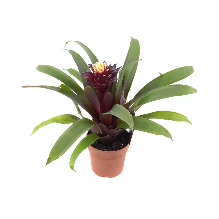 Бромелия в ассортименте d12 h45 