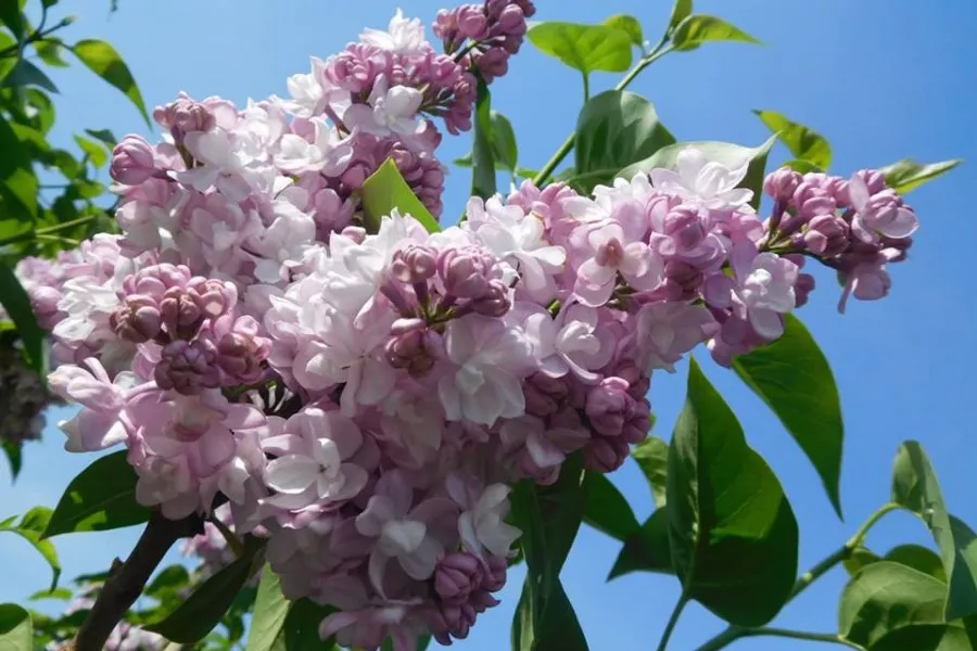 Сирень обыкновенная Красавица Москвы v20 40-60 YP 