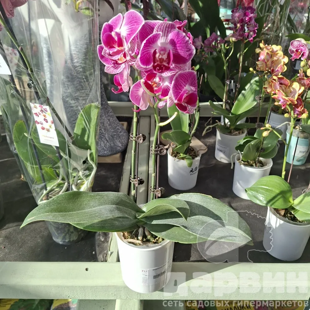 Фаленопсис 2 вет микс d9 h35 