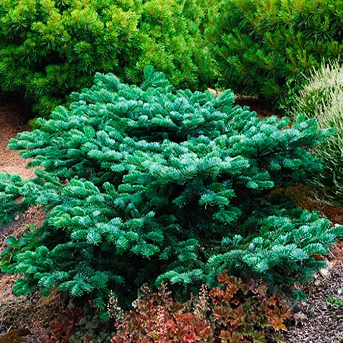 Растение пихта миловидная Спрединг стар 30/40 ST 