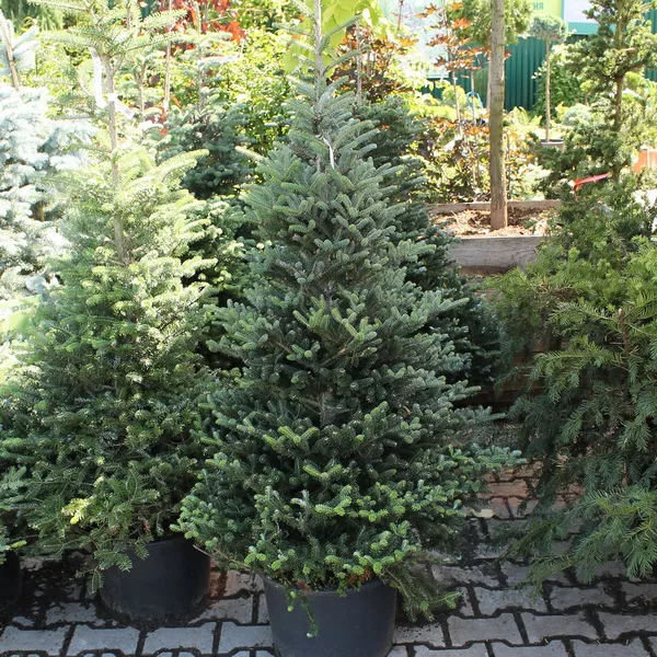 Растение пихта корейская С25, 125-150см 