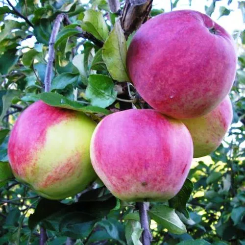 Яблоня Уэлси v7/10 120-140 Tim 