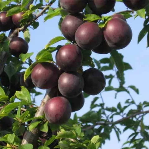 Алыча Подарок Сад Гиганту v7 100-140 Lav 