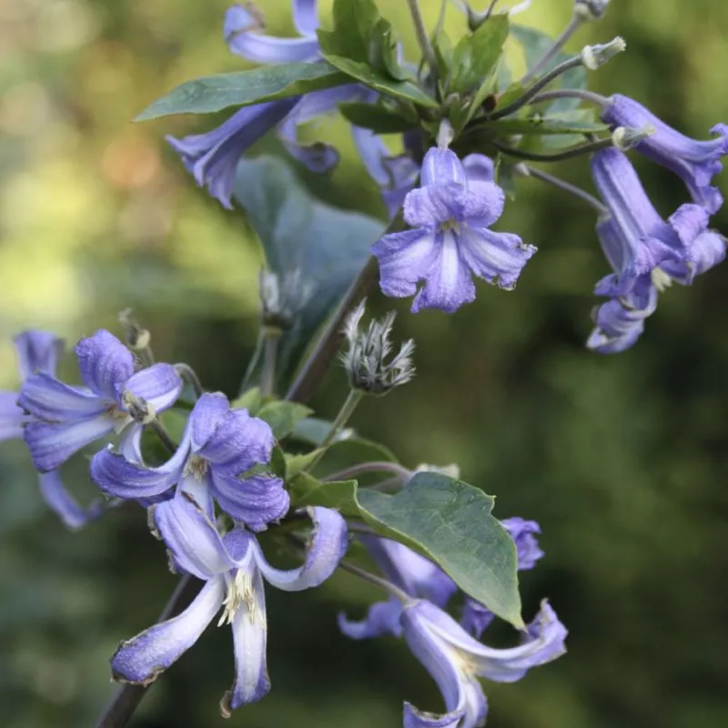 Клематис Кассандра v2 