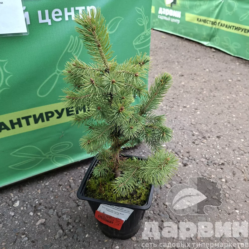 Ель колючая Супер Блю Сидлинг v2 Lav 
