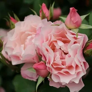 Роза парковая Дафна  в коробке ЦО 