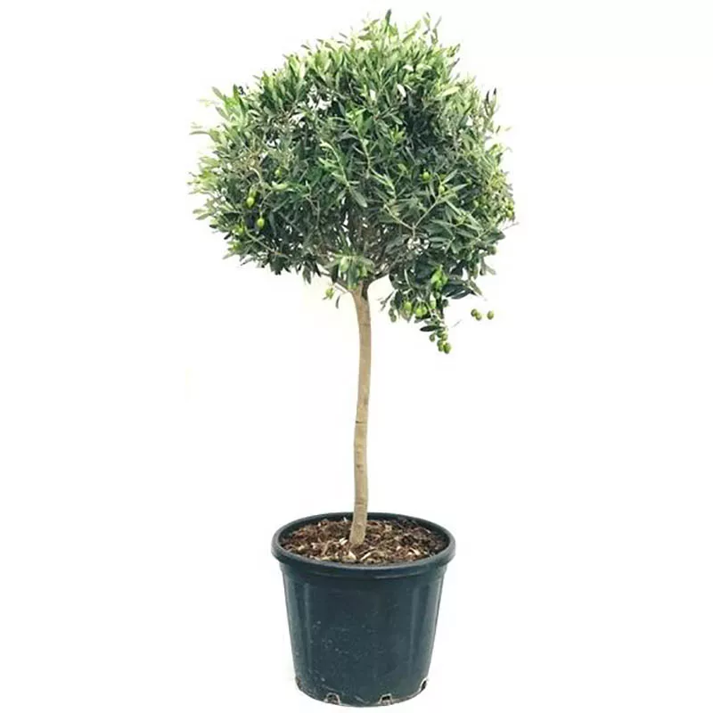 Олива европейская d15 h50 штамб 