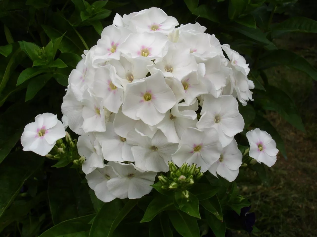 Флокс метельчатый Рембранд v2 Lav 