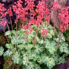 Гейхера Геркулес d12 ХР 