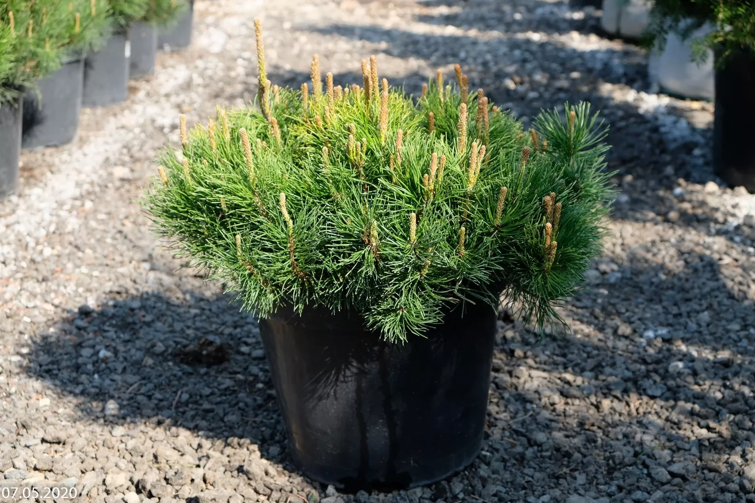 Сосна горная Мугус v10 40-50см 