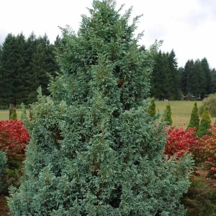 Кипарисовик горохоплодный "Булевард" 50-60см 