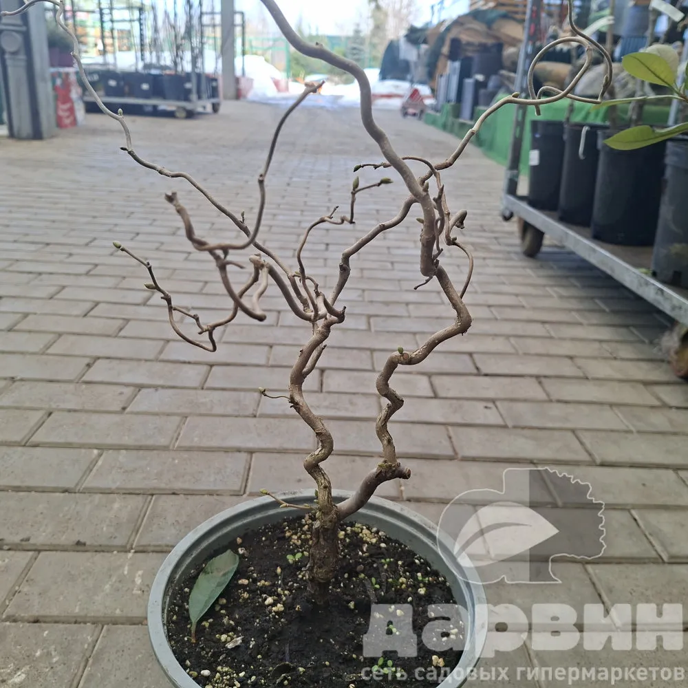 Лещина обыкновенная Конторта v5 Lav 