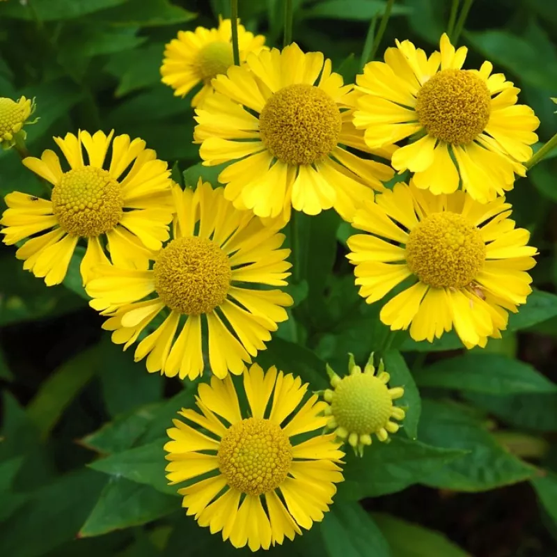 Гелениум Мариачи Сомбреро v2 Tim 