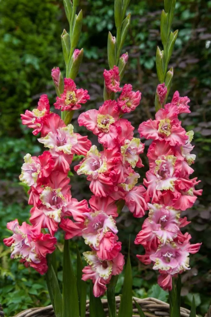 Луковица НВМ Гладиолус Брокэн Харт фриззл 10/12 5шт 