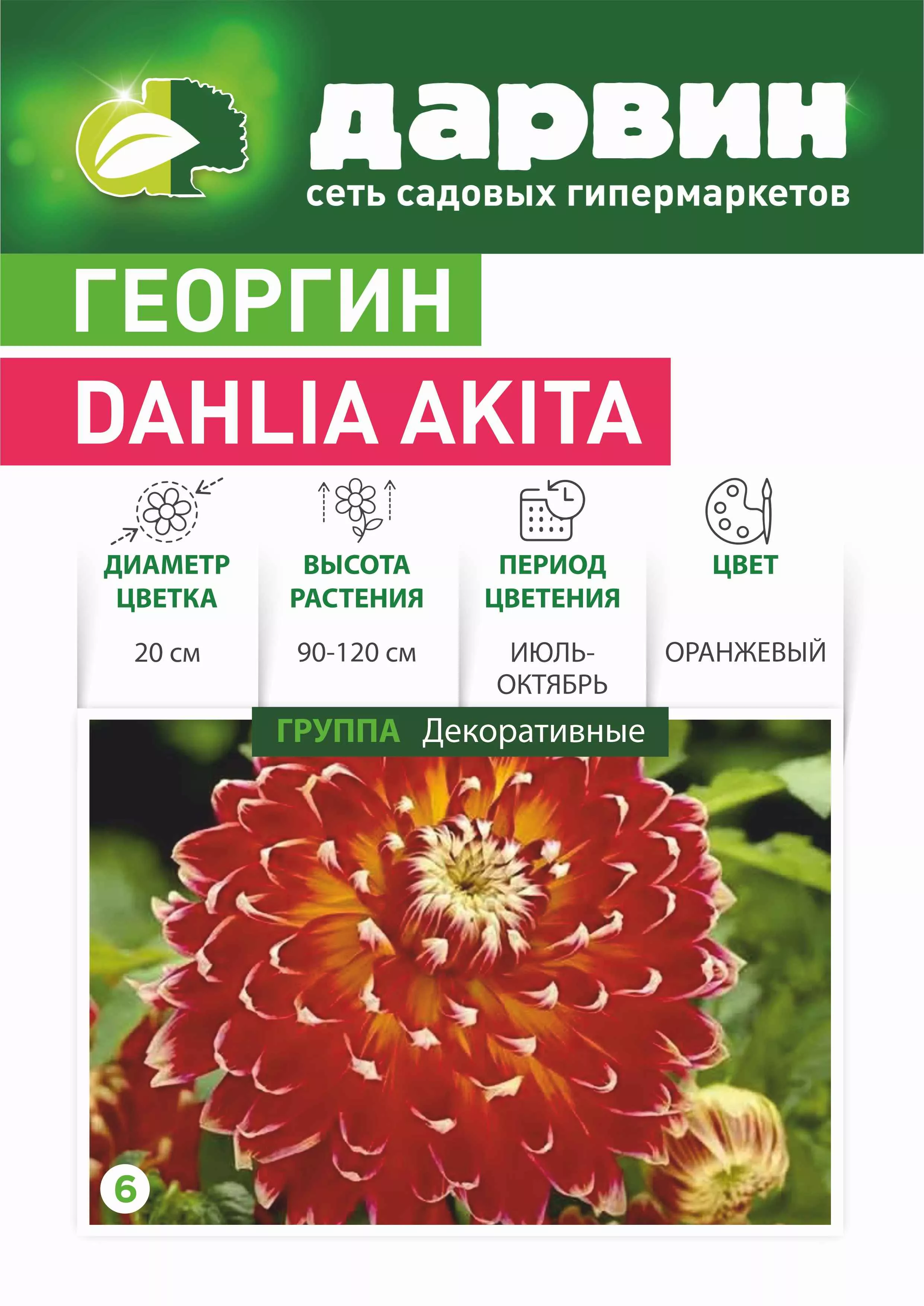 Клубень НВМ георгин в асс. 1шт 