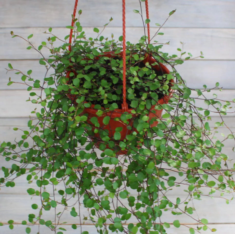 Мюленбекия микс d8 