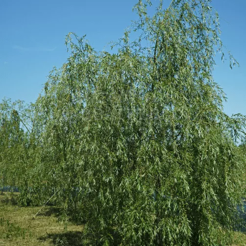 Ива Свердловская Плакучая v7,5 80-100 