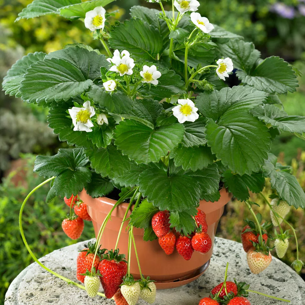 Земляника крупноплодная ремонтантная Белтран кассета 6шт ОСП 