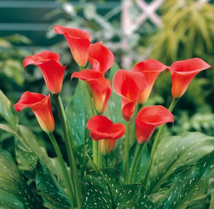 Клубень Калла Ред Сокс  14/16 1шт. Поиск 