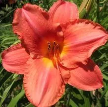 Лилейник Соаз сиас, Tim 