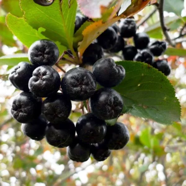 Рябина черноплодная Р11 