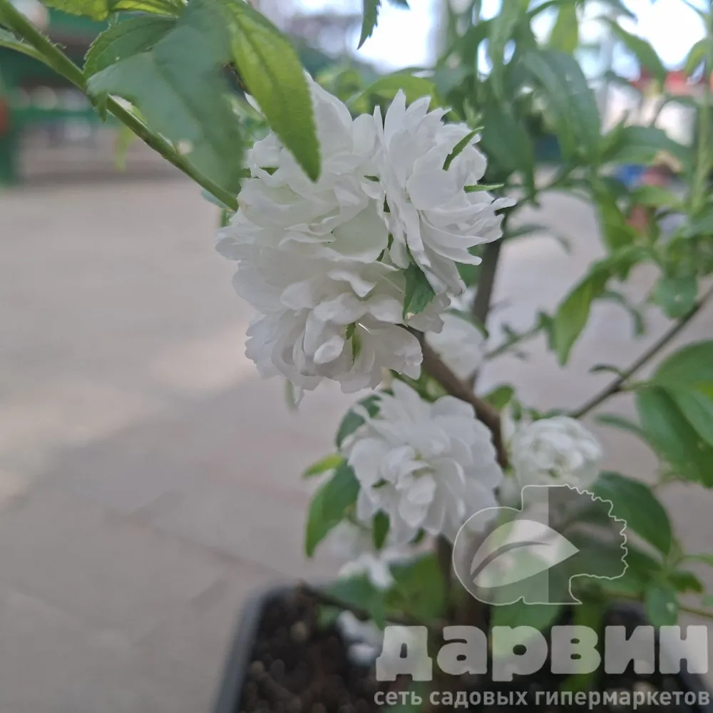 Вишня железистая Альба Плена v2 Lav 