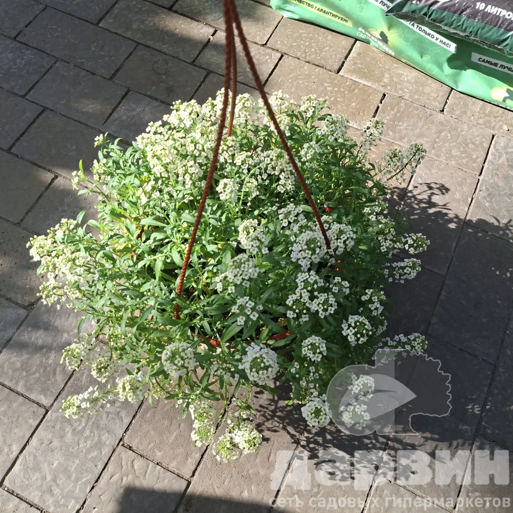 Алиссум кашпо D25 bix 