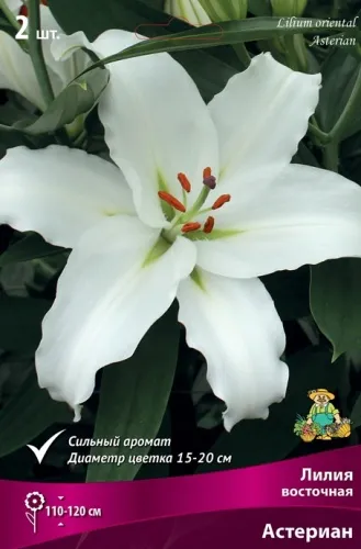 Луковица Лилия восточная Астериан 1шт Поиск 