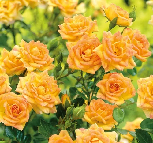 Роза почвопокровная Йеллоу Фэйри в коробке ЦО 