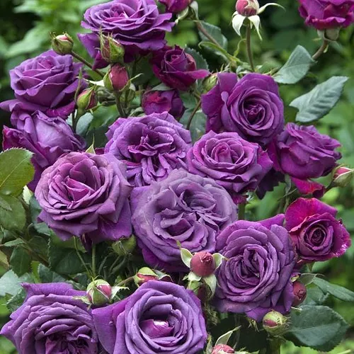 Роза чайно-гибридная Парфюм Дэ Рев v5 Lav 