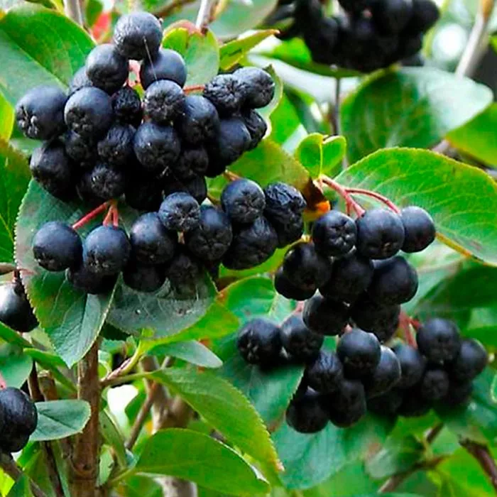 Рябина черноплодная Викинг v2 Tim 