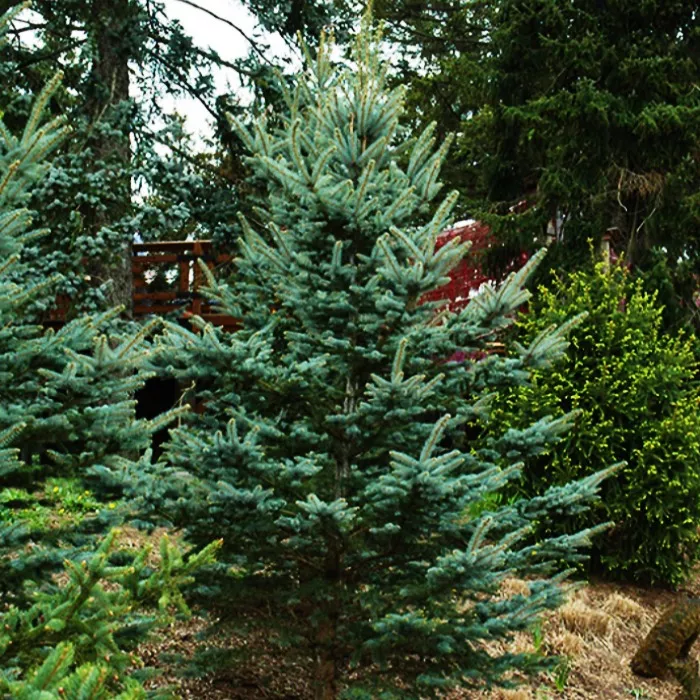 Ель колючая 40-60см KG 