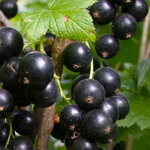 Смородина Белорусская сладкая,черная v2 Tim 