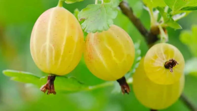 Крыжовник Русский желтый v2 ЦО 