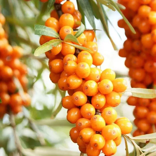 Облепиха V2 Ег 