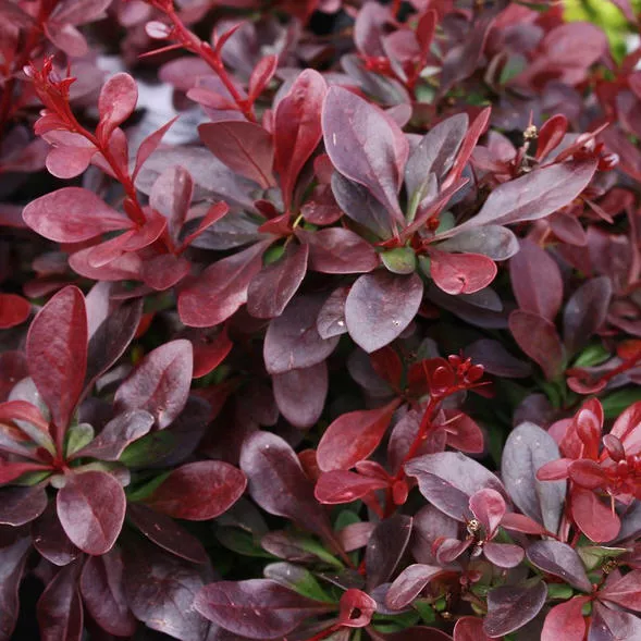 Барбарис тунберга Атропурпуреа v5 30-50 