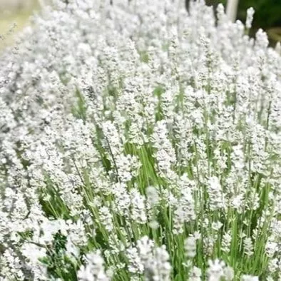 Лаванда узколистная Спирит Вайт v2 Lav 