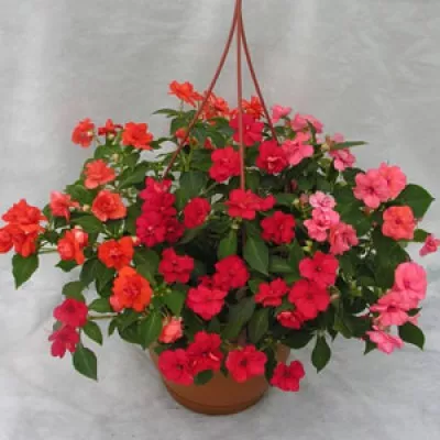 Бальзамин Уоллера кашпо d23 ХР 