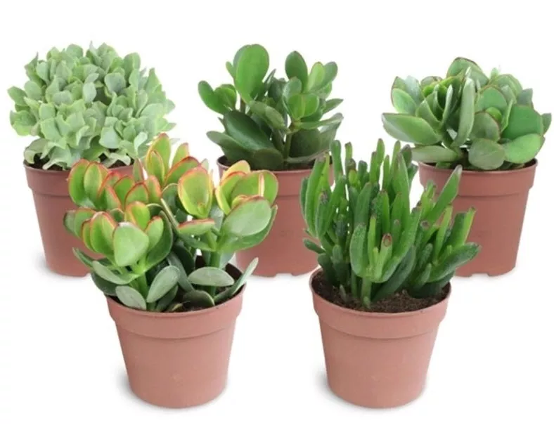 Крассула микс d12 h25 