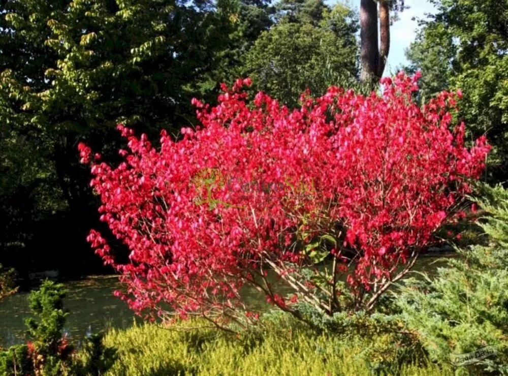 ОсновноеИзображение