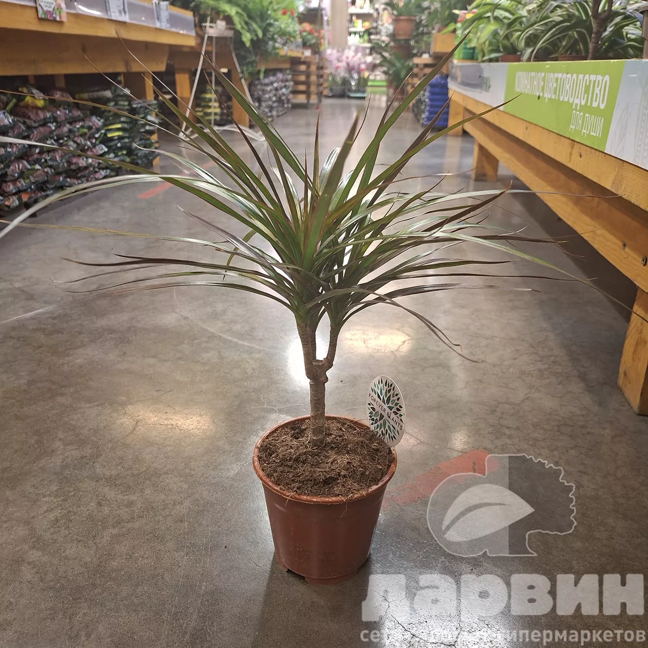 Драцена маргината d14 h55 