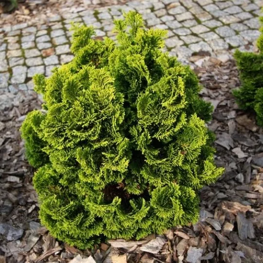 Кипарисовик тупой Нана аурея P19 15-20 CM Tw 