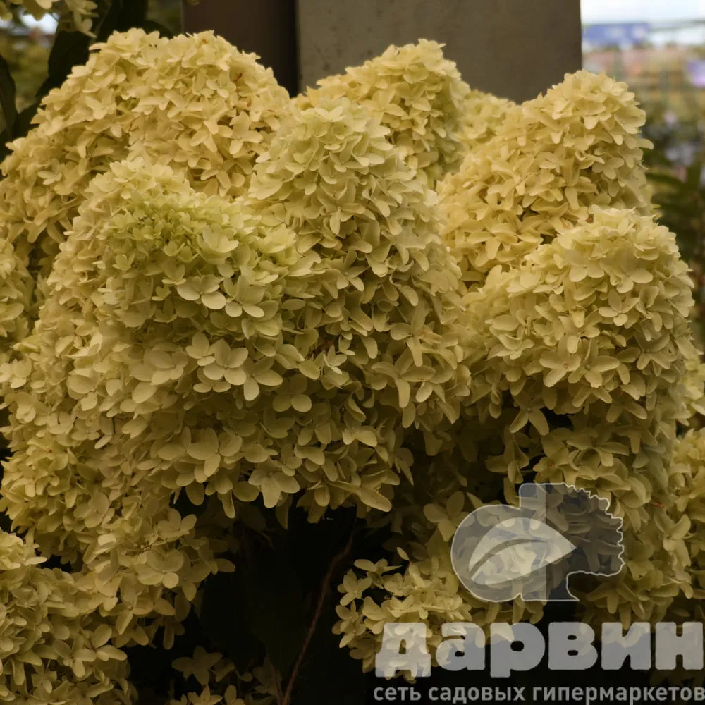 Гортензия метельчатая Скайфолл С65 90-100 NV (4) ватермарка