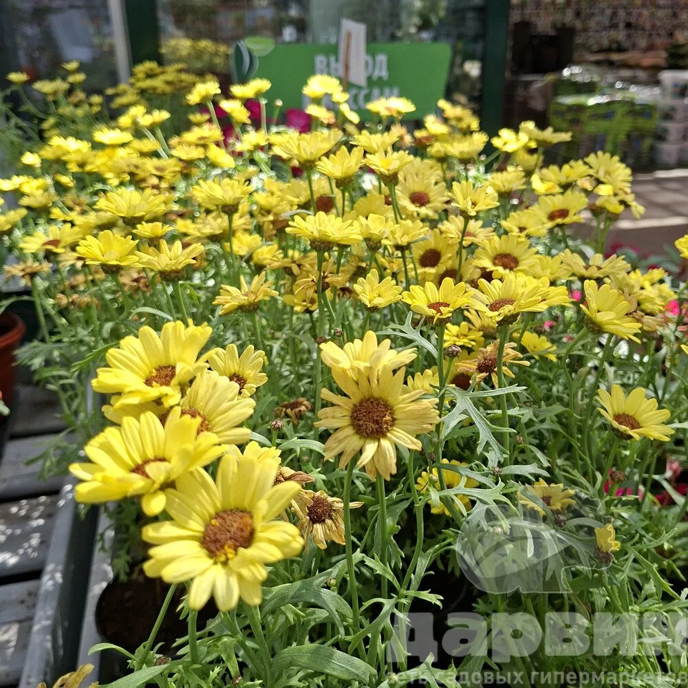 Аргирантемум d13 bix 