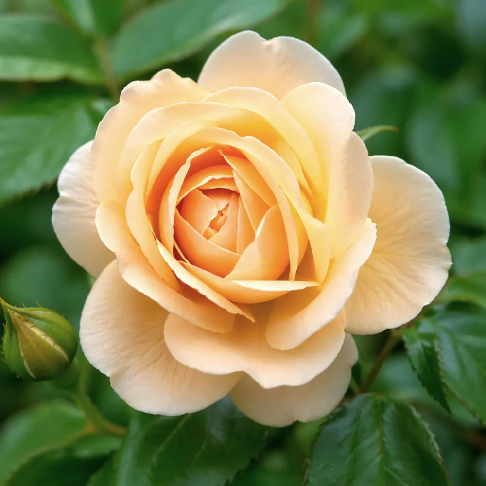 IMG_20260426_220709_970